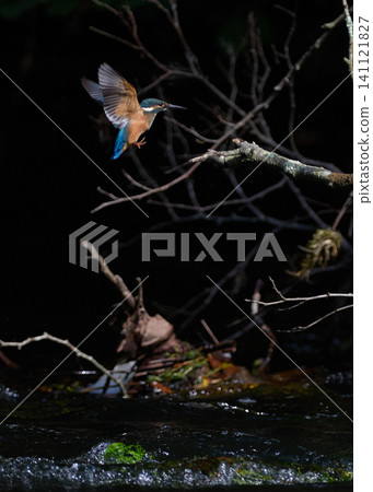 Kingfisher Riverside Flying Kingfisher Riverside Flying 141121827