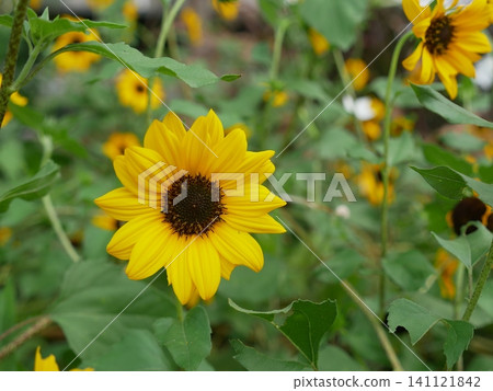 Sunflower Sunflower 141121842
