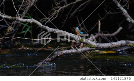 Kingfisher, landscape, riverside, fallen tree, adult, summer Kingfisher, landscape, riverside, fallen tree, adult, summer 141121876