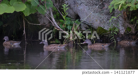 Oshidori Young Bird Oshidori Young Bird 141121877