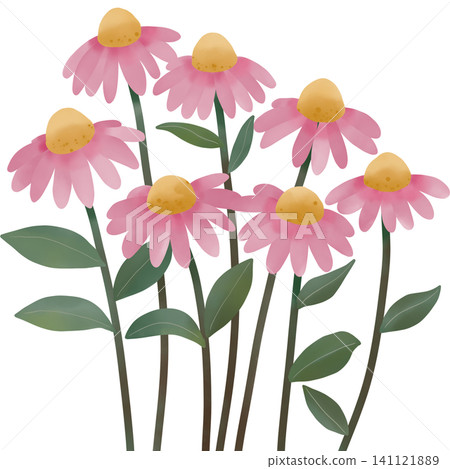 Watercolor illustration of pink daisy flowers with soft petals and golden centers. Watercolor illustration of pink daisy flowers with soft petals and golden centers. 141121889