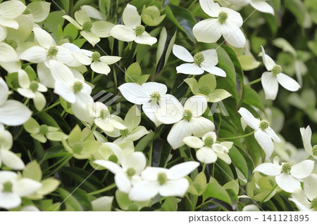 Tokiwa Yamaboushi in full bloom 141121895