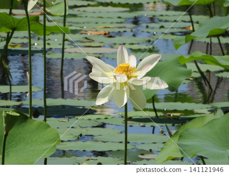 Lotus flower Lotus flower 141121946