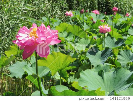 蓮花 蓮花 141121969