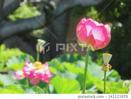 蓮花 蓮花 141121970