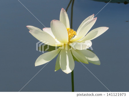 蓮花 蓮花 141121973