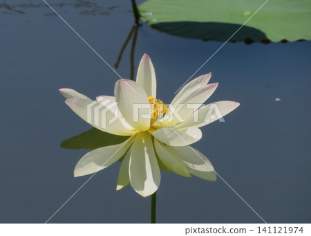 蓮花 蓮花 141121974