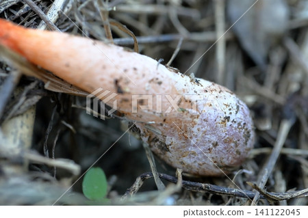 Fox's Torch: A mushroom with a unique shape. 141122045