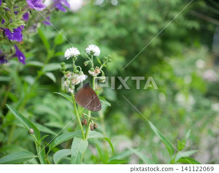 Water lily and round-winged purple butterfly 141122069