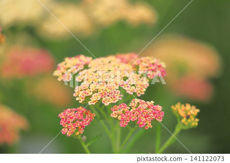 Orange Achillea (European yarrow) Orange Achillea (European yarrow) 141122073