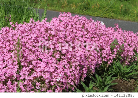 Pink flowers of the sweet flag (Sweet flag) blooming in the park in spring. Pink flowers of the sweet flag (Sweet flag) blooming in the park in spring. 141122083