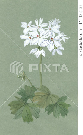 Geraniums painted in watercolor Geraniums painted in watercolor 141122135