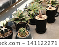 一排排造型別緻的多肉植物和塊根植物擺放在水泥地上。 141122271