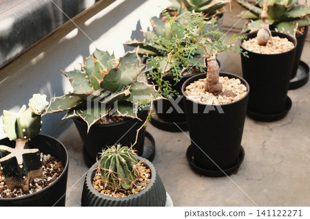 Stylish succulents and caudiciform plants lined up on a concrete floor 141122271