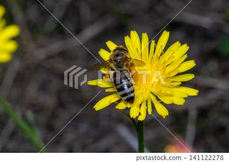 Honey bee covered with yellow pollen collecting nectar from dandelion flower. Environment ecology sustainability. Copy space Honey bee covered with yellow pollen collecting nectar from dandelion flower. Environment ecology sustainability. Copy space 141122278