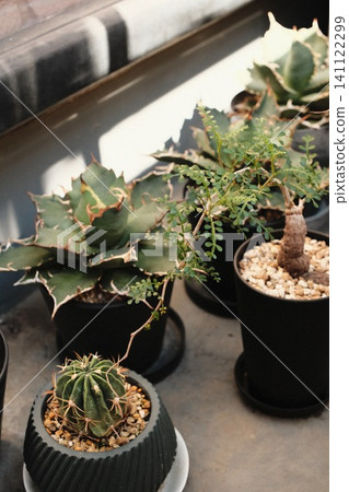 Potted succulents and cacti lined up on the concrete Potted succulents and cacti lined up on the concrete 141122299