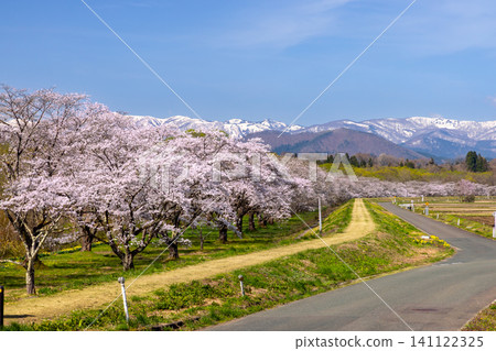 岩手縣岩手郡雫石町根堀的雫石河公園,是著名的賞櫻勝地,這裡種植著染井吉野櫻花,遠處是白雪皚皚的群山。 岩手縣岩手郡雫石町根堀的雫石河公園,是著名的賞櫻勝地,這裡種植著染井吉野櫻花,遠處是白雪皚皚的群山。 141122325