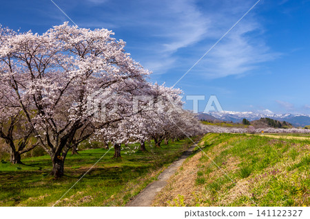 岩手縣岩手郡雫石町根堀的雫石河公園，是著名的賞櫻勝地，這裡種植著染井吉野櫻花，遠處是白雪皚皚的群山。 141122327