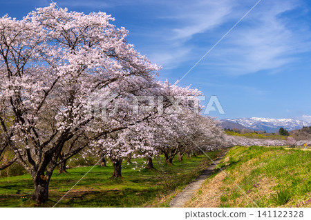 岩手縣岩手郡雫石町根堀的雫石河公園,是著名的賞櫻勝地,這裡種植著染井吉野櫻花,遠處是白雪皚皚的群山。 岩手縣岩手郡雫石町根堀的雫石河公園,是著名的賞櫻勝地,這裡種植著染井吉野櫻花,遠處是白雪皚皚的群山。 141122328