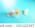 Cherry blossoms, sakura, cherry blossoms, cherry blossom flowers, petals, Somei Yoshino cherry blossoms 141122347