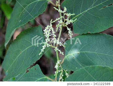 Japanese knotweed with small white flowers Japanese knotweed with small white flowers 141122389