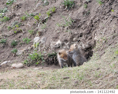 A fox cub waits for its mother in front of the nest. A fox cub waits for its mother in front of the nest. 141122492