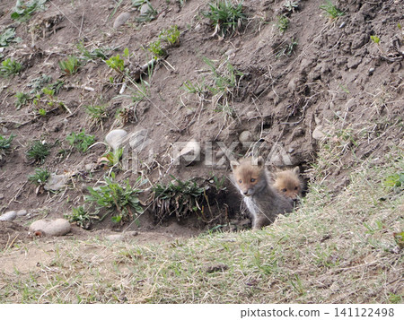 A fox cub waits for its mother in front of the nest. A fox cub waits for its mother in front of the nest. 141122498