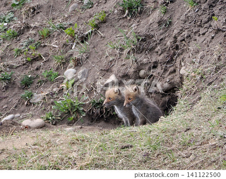 A fox cub waits for its mother in front of the nest. 141122500