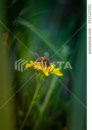 Honey bee covered with yellow pollen collecting nectar from dandelion flower. Environment ecology sustainability. Copy space Honey bee covered with yellow pollen collecting nectar from dandelion flower. Environment ecology sustainability. Copy space 141122501