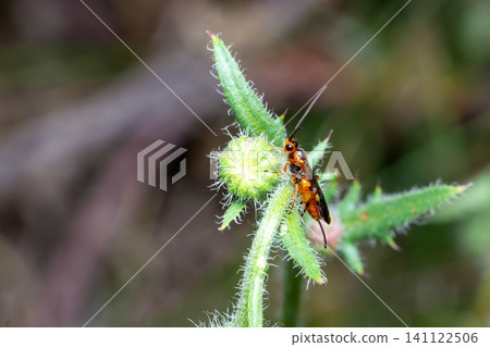 Orange bug on a flower Orange bug on a flower 141122506
