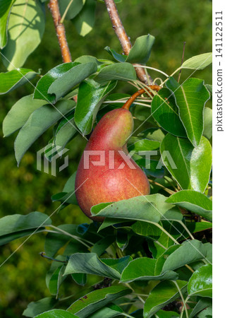 Ripe organic cultivar pears in the summer garden. 141122511