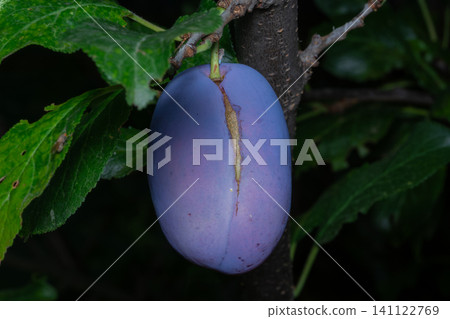 A single, juicy purple plum glistens on a branch, ready for harvest. A single, juicy purple plum glistens on a branch, ready for harvest. 141122769