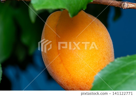 Ripe apricot on tree 141122771