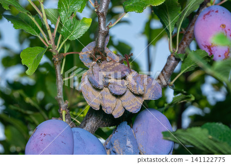 The group of the plums began to rot on the branch. The group of the plums began to rot on the branch. 141122775
