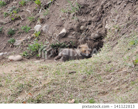 A fox cub waits for its mother in front of the nest. A fox cub waits for its mother in front of the nest. 141122813