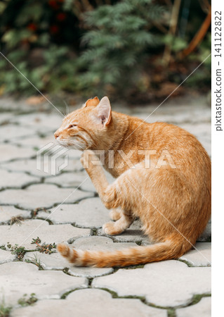 A ginger cat scratching its ear while sitting on outdoor paving stones. A ginger cat scratching its ear while sitting on outdoor paving stones. 141122822