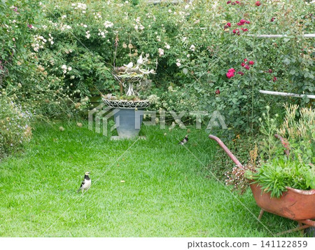 Garden and Black-collared Starling 141122859