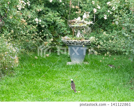 Garden and Black-collared Starling 141122861