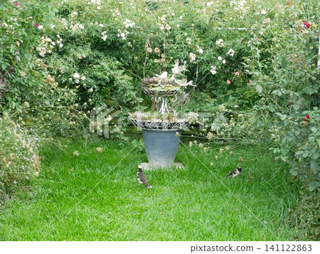 花園與黑領椋鳥 花園與黑領椋鳥 141122863