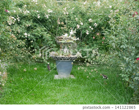 Garden and Black-collared Starling Garden and Black-collared Starling 141122865