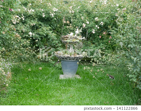 Garden and Black-collared Starling Garden and Black-collared Starling 141122866