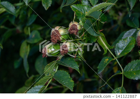 Green rosehip fruits on a bush with green leaves. Green rosehip fruits on a bush with green leaves. 141122887