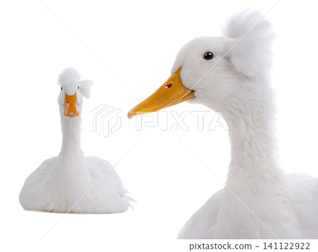two white duck sitting on a white background two white duck sitting on a white background 141122922