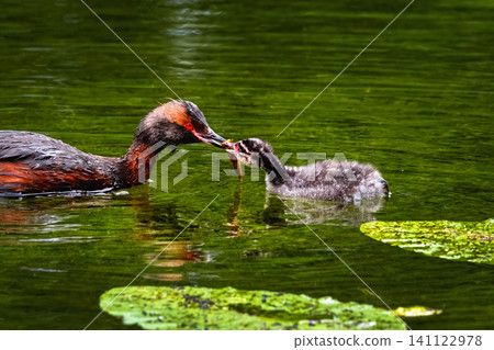 Horned grebe feeding its chick on a pond. Horned grebe feeding its chick on a pond. 141122978