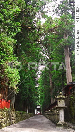Nikko Toshogu Shrine: A cedar-lined approach to the shrine Nikko Toshogu Shrine: A cedar-lined approach to the shrine 141123023