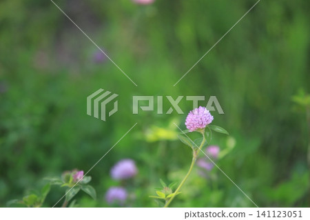 Flower of red clover Flower of red clover 141123051