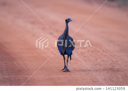 Vulturine guineafowl walks towards camera along track Vulturine guineafowl walks towards camera along track 141123059