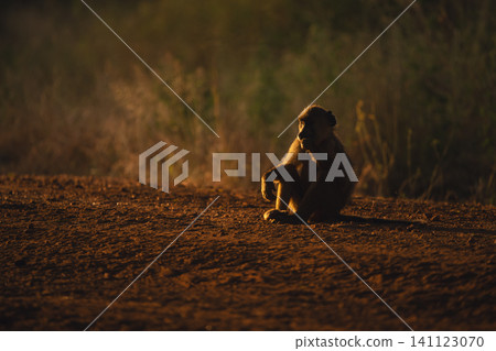Yellow baboon sits with catchlight on track Yellow baboon sits with catchlight on track 141123070