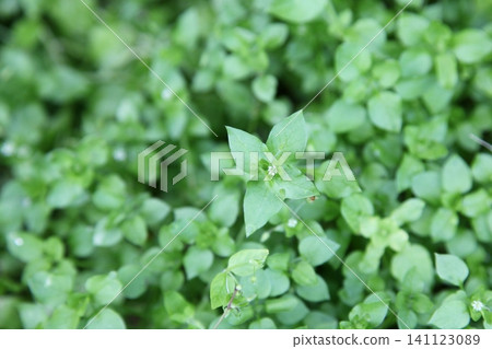 繁縷生長茂盛 繁縷生長茂盛 141123089