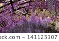 盛開的紫藤花 141123107